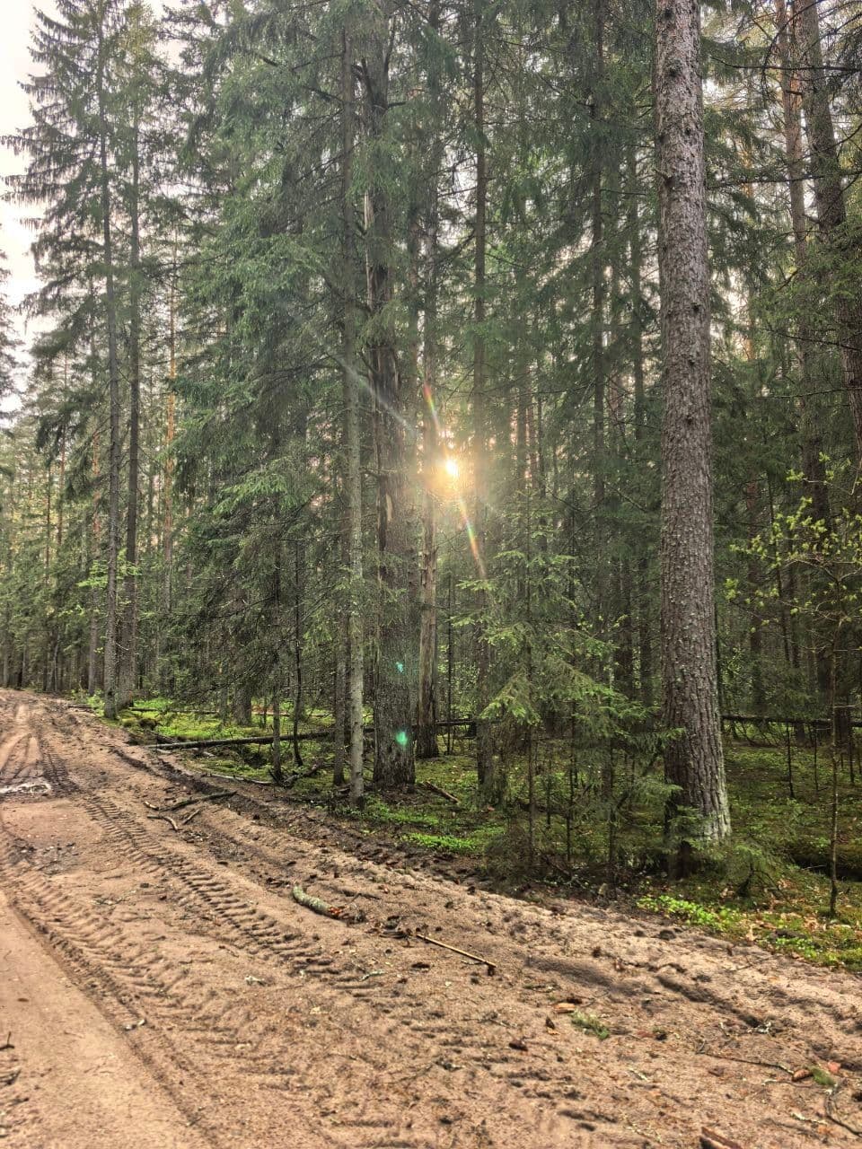 Хвойный лес